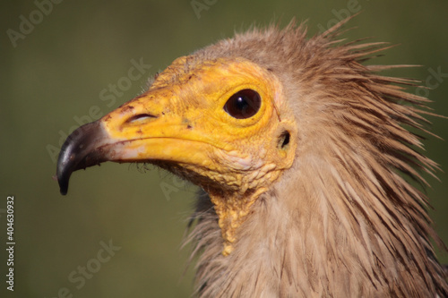 The Egyptian vulture (Neophron percnopterus)