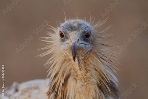 The Egyptian vulture (Neophron percnopterus)