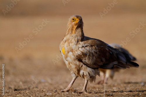 The Egyptian vulture (Neophron percnopterus)