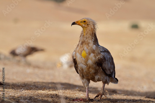 The Egyptian vulture (Neophron percnopterus)