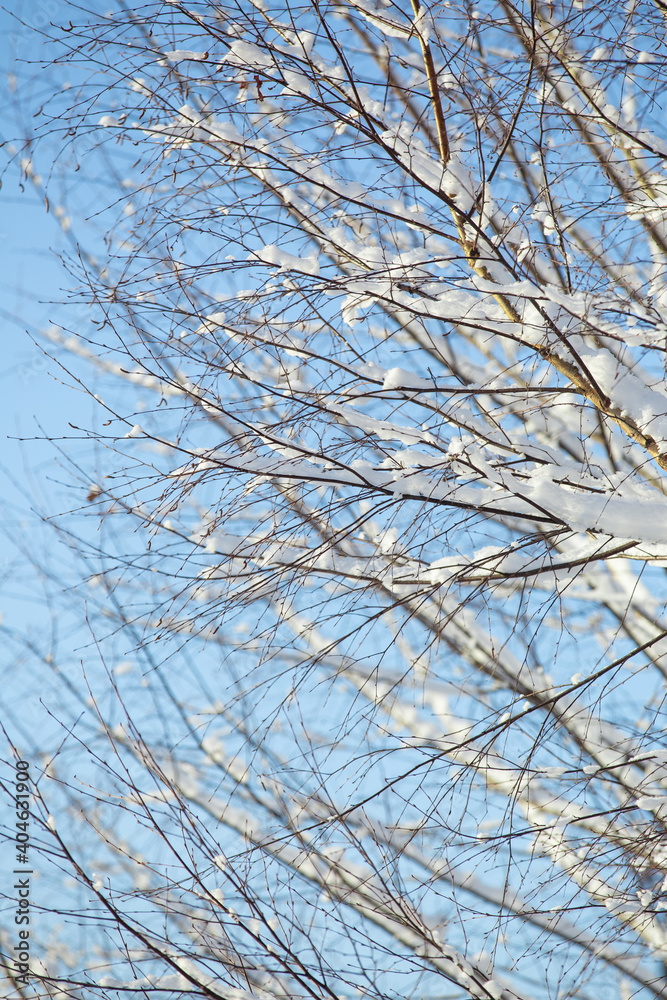 tree branches on a sunny winter day, covered with a thick layer of snow tree branches on a sunny winter day, covered with a thick layer of snow