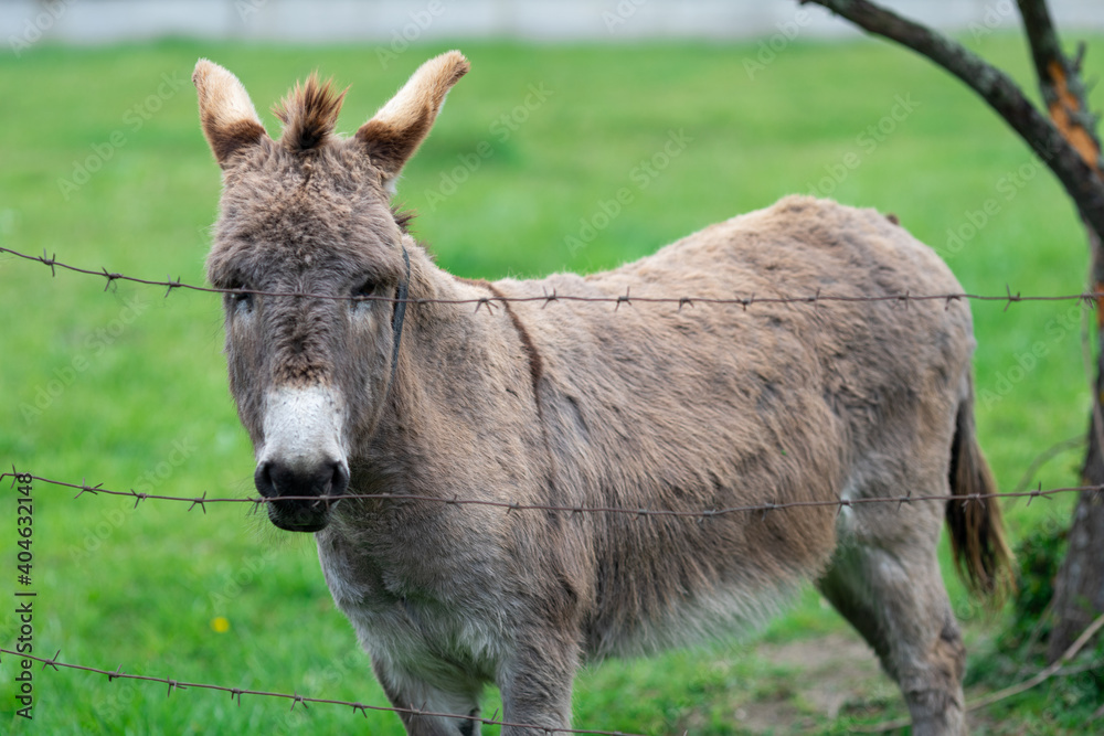  Donkey stands near the fence and looks at the camera. High quality photo