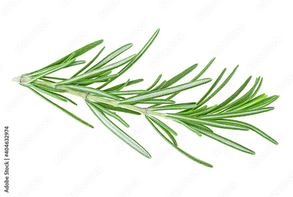 Fresh twig of rosemary isolated on a white background. Sprig of organic rosemary.