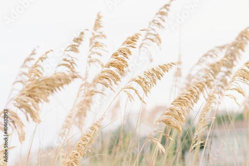 Marram grass