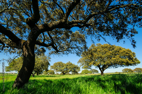 dehesa de alcornoques, distrito de Santarem, Medio Tejo, region centro, Portugal, europa photo