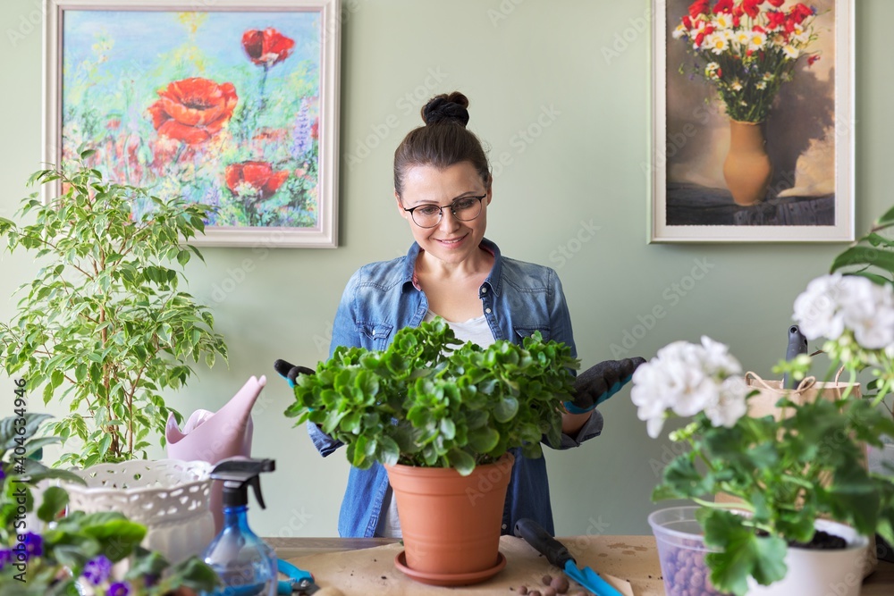 Woman transplanting Kalanchoe plant in larger pot using shovel and soil Woman transplanting Kalanchoe plant in larger pot using shovel and soil