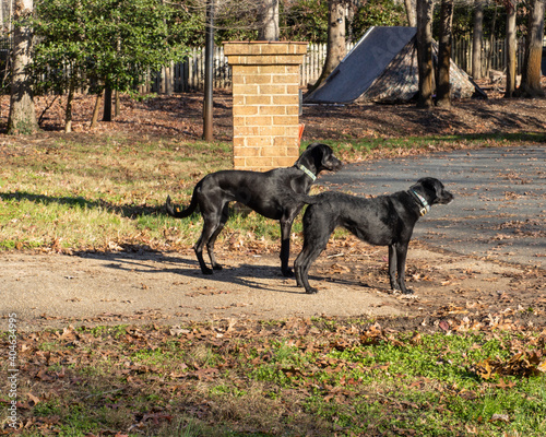 Black Dogs 