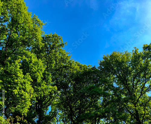 Strahlend blauer Himmel mit grünen Baumkronen