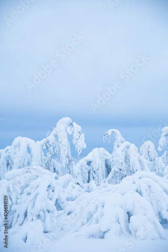 Winter forest covered by snow. Siberian winter season. Cold weather