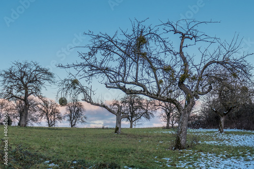 Obstbaum mit Misteln im Winter photo