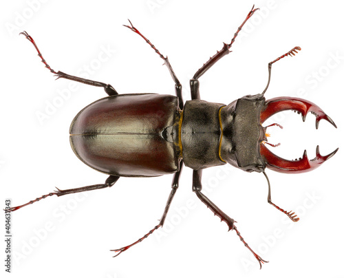 The European stag beetle Lucanus cervus male is species of stag beetle from family Lucanidae. Dorsal view of male stag beetle Lucanus cervus isolated on white background. © Anton