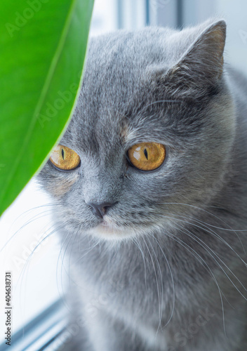 portrait of a cat