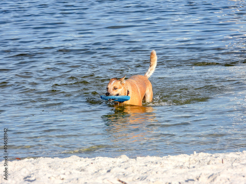 Brown dog in the water with frisbee