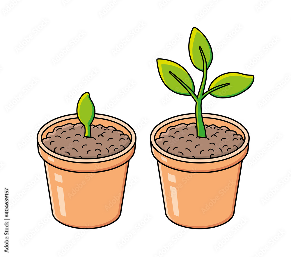 Flowerpot with sprout and green plant isolated. Gardening, seedling growth.