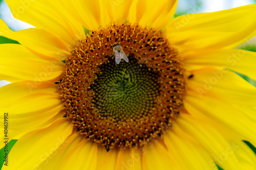 sunflower close up, bee , abelha no girassol 