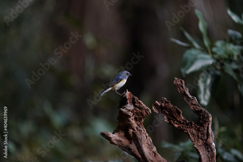 red flanked blue tail on the perch