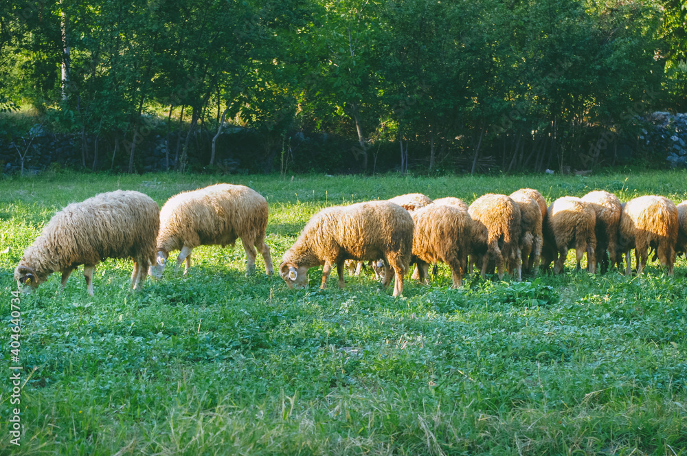Fototapeta premium Herd of sheep grazing in the green meadows.