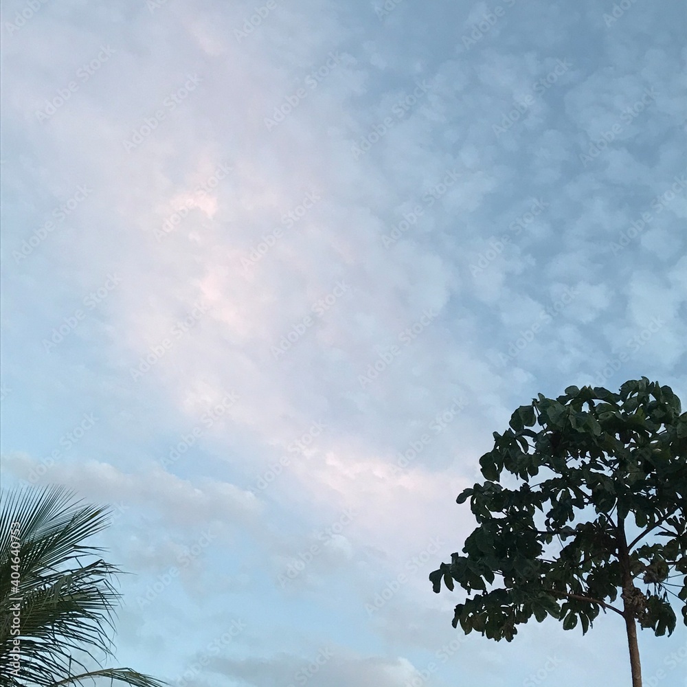 Fototapeta premium tree in the sky