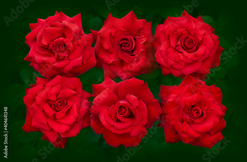 Beautiful perfect red roses in close-up.