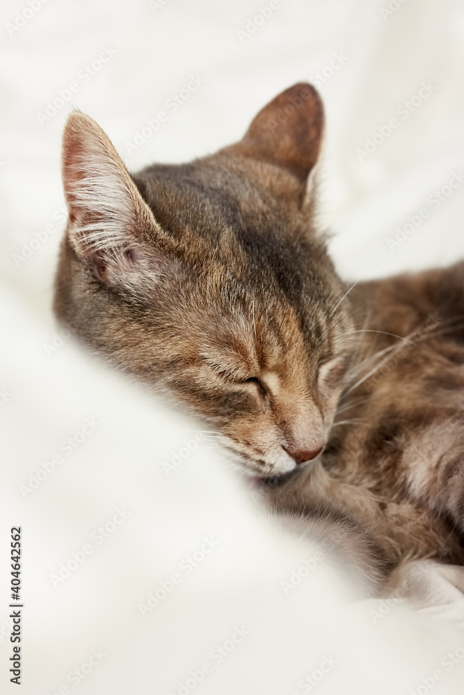Funny, cute, striped gray domestic cat sleeps with feather on white blanket on bed. Veterinary and Internatinal cat day concept. Valentines Day cat. Selective focus.