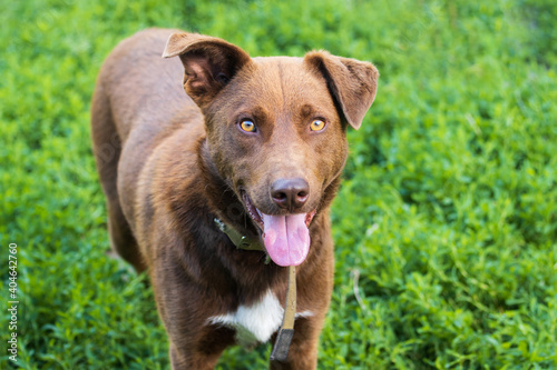 cheerful brown dog looks at the camera with his tongue out