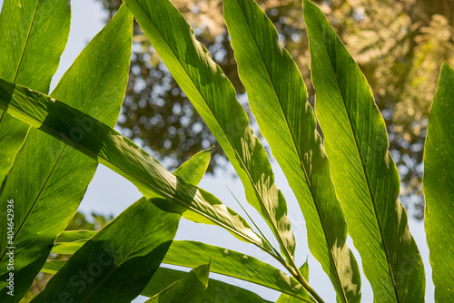 Close-up of cardamom leaves growing at farm in Kumily, Kerala, India. photo