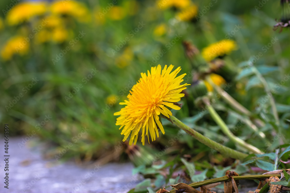Yellow dandelions in bloom against fresh green grass in springtime, April and May in Europe. Yellow dandelions in bloom against fresh green grass in springtime, April and May in Europe.