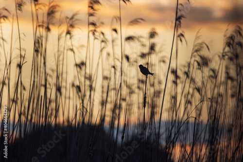 silhouette of a songbird at dusk