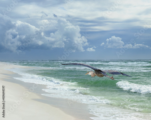 Canvas Print Great Blue Heron Flies Down thew Beach with His Catch as the Storm Threatens