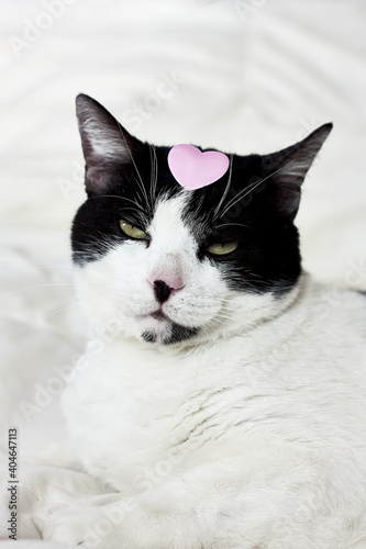 Arrogant funny black and white cat and pink heart for celebtation design.Happy Valentines day,mothers day,women's day.Veterinary, Internatinal cat day photo