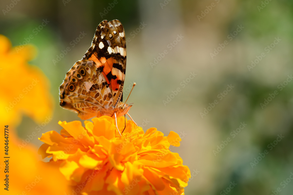 Macro shots, Beautiful nature scene. Closeup beautiful butterfly sitting on the flower in a summer garden.