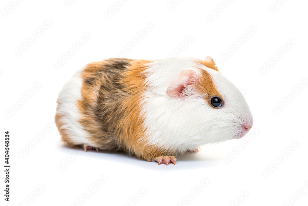 Guinea pig isolated on a white background. Domestic guinea pig Guinea pig isolated on a white background. Domestic guinea pig