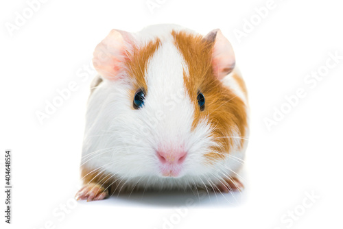 Guinea pig isolated on a white background. Domestic guinea pig