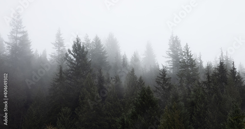 Rain Forest Trees Covered in White Fog during a rainy winter day. Near Squamish, North of Vancouver, British Columbia, Canada. Dark Art Mood. Nature Background Panorama © edb3_16