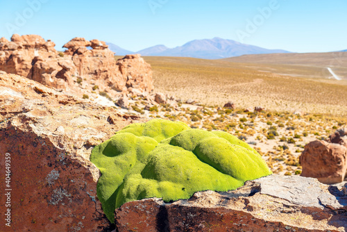 Yareta plant (Azorella compacta) in the valley of rocks (Valle de Rocas), Uyuni, Bolivia. photo