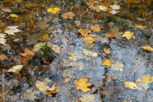 Leaves on Water © William