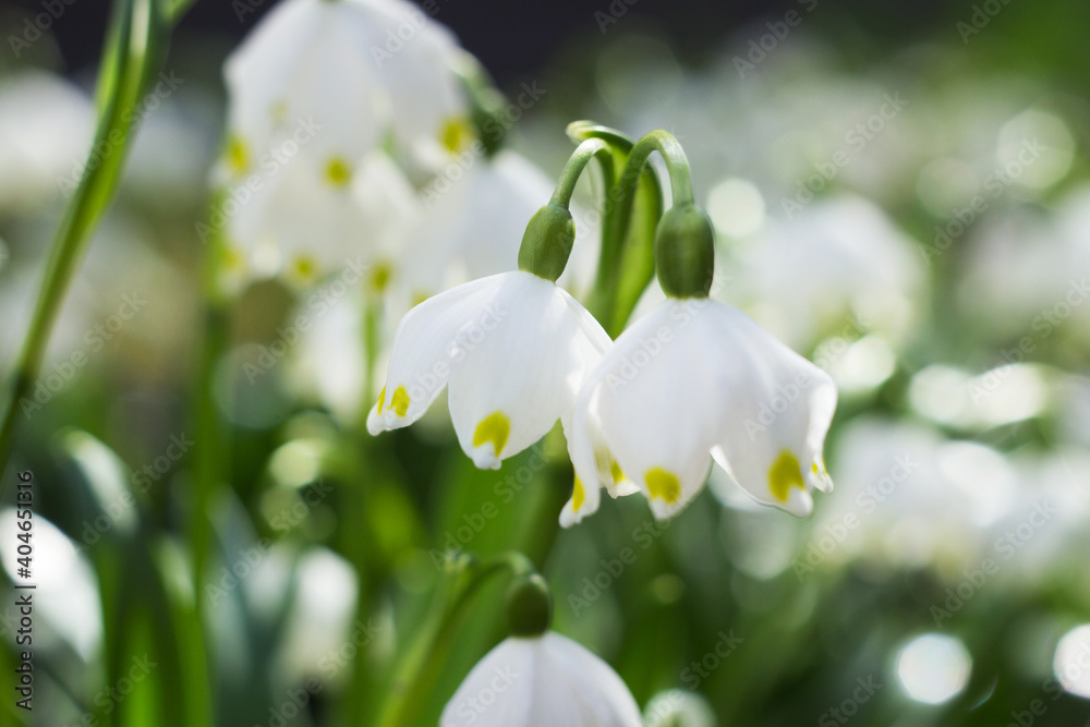 Leucojum vernum - early spring snowflake flowers in the forest. Blurred background, spring concept. Leucojum vernum - early spring snowflake flowers in the forest. Blurred background, spring concept.