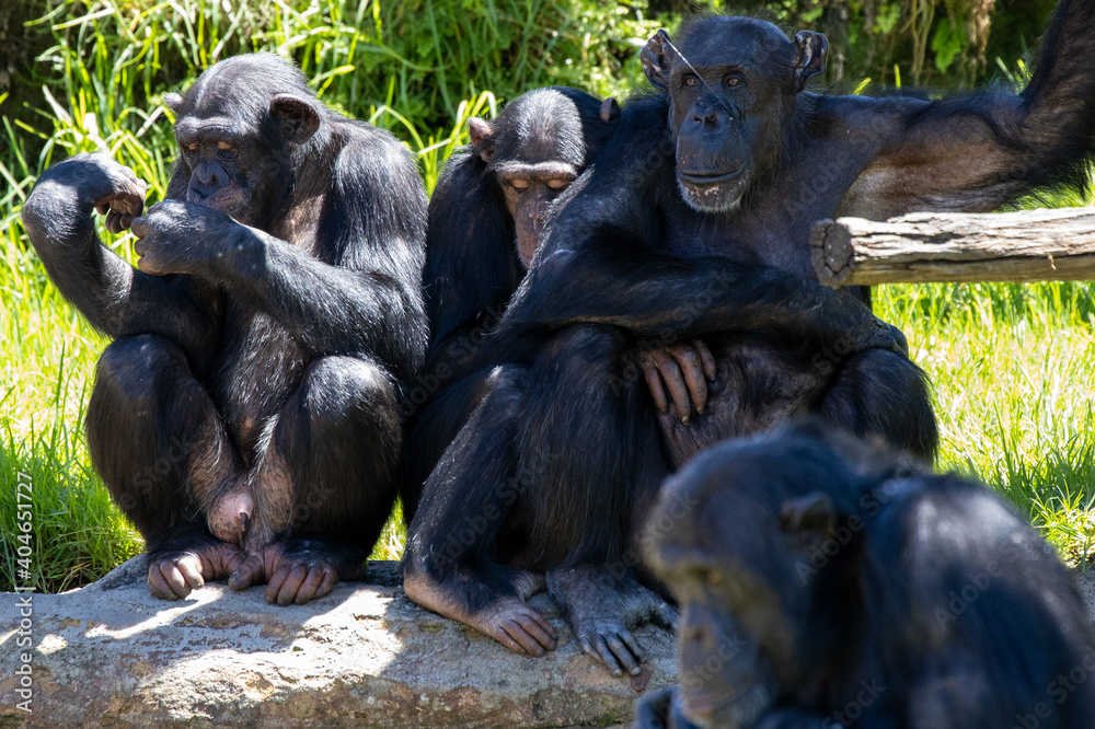 Chimpanzee Monkeys lazing around on a hot day Chimpanzee Monkeys lazing around on a hot day