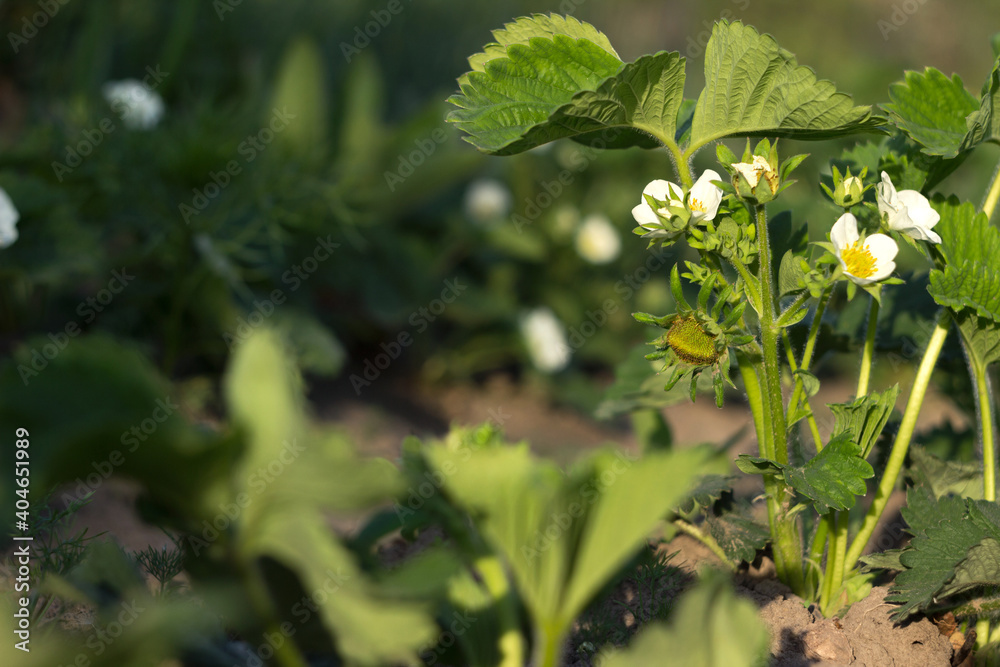 Strawberry bush with white flowers and unpeeled berries, gardening. Growing berries, summer sunny day. Copy space Strawberry bush with white flowers and unpeeled berries, gardening. Growing berries, summer sunny day. Copy space