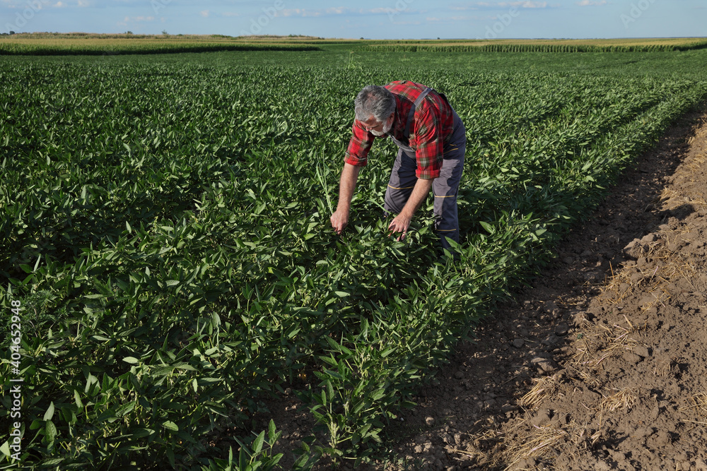 Fototapeta premium Farmer or agronomist picking and examining weed in a green soybean plants field
