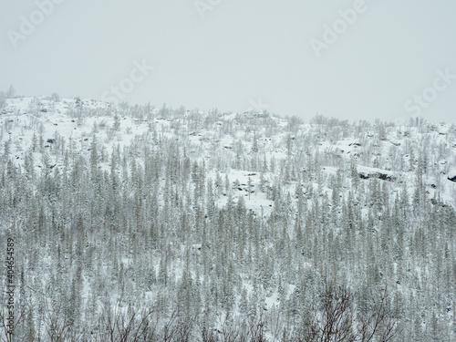 Toxic winter forest on a hill near the metallurgical plant in Monchegorsk in Russia