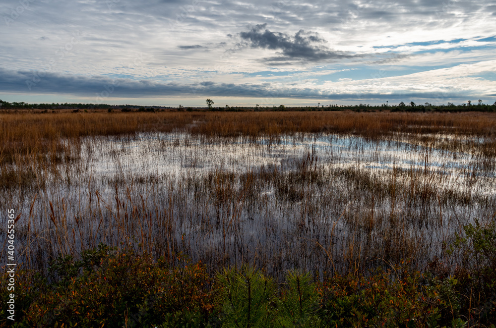 Wetlands or Swamp landscape, single tree, view 2