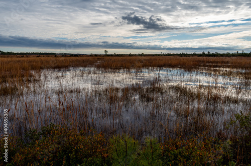 Wetlands or Swamp landscape  single tree  view 2