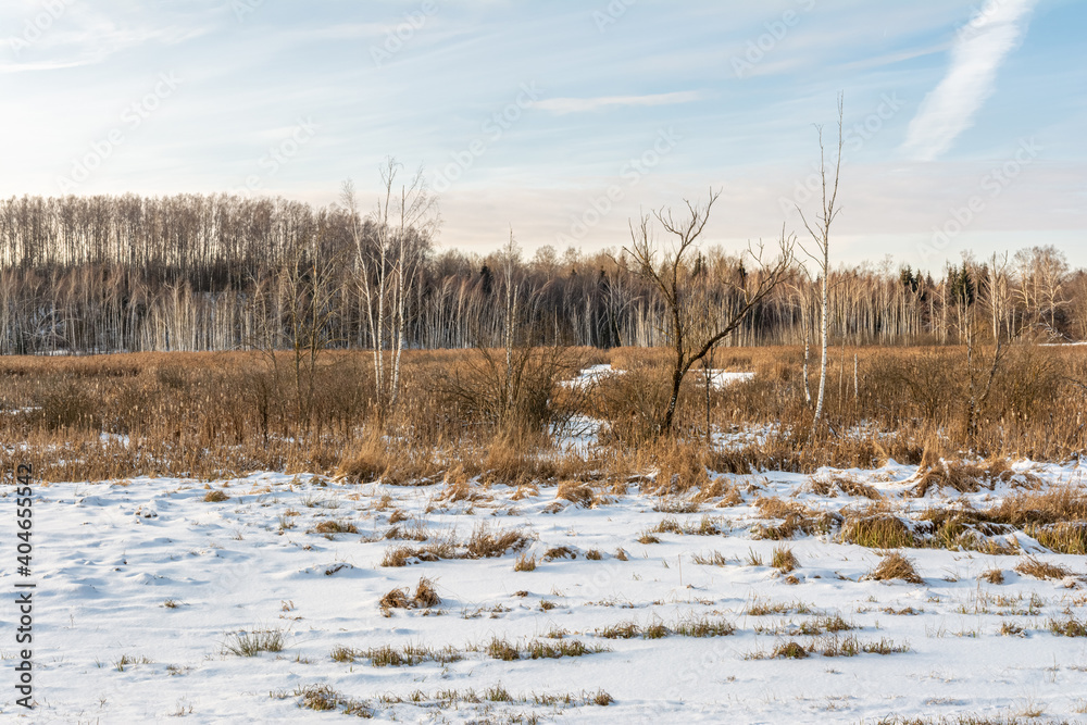 Swamp with dry grass, reeds and many birches and conifers in wintertime. Winter landscape with strange trees
