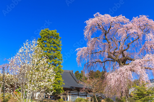 泉崎村　昌建寺のしだれ桜 photo