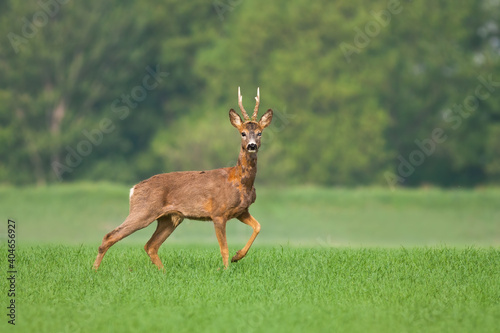 Roe deer, capreolus capreolus, buck standing on green field and changing fur in spring nature. Male animal with antlers looking to the camera on grassland illuminated by morning sun with copy space.