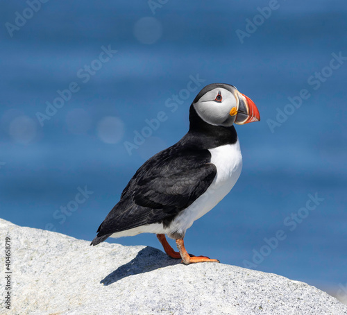 Atlantic puffin on a rock © tessier