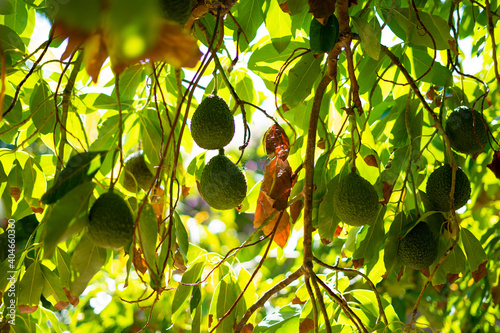 Avocado Close Up San Diego, CA