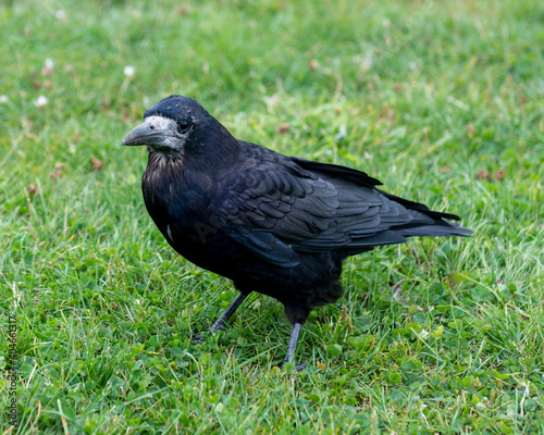 Jackdaw blackbird sitting in the grass
