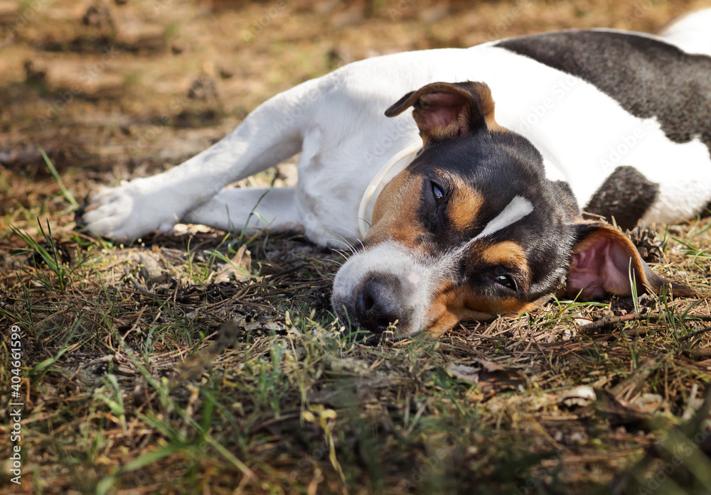 The dog Jack Russell Terrier is laying on a grass. The dog Jack Russell Terrier is laying on a grass.